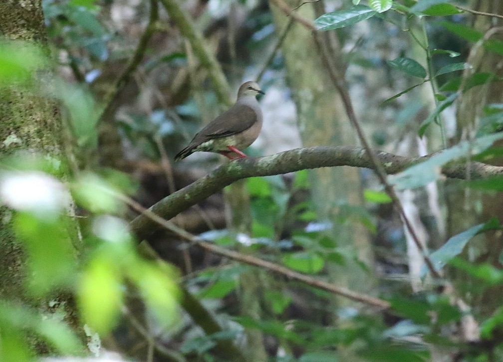 Gray-chested Dove - ML616364193