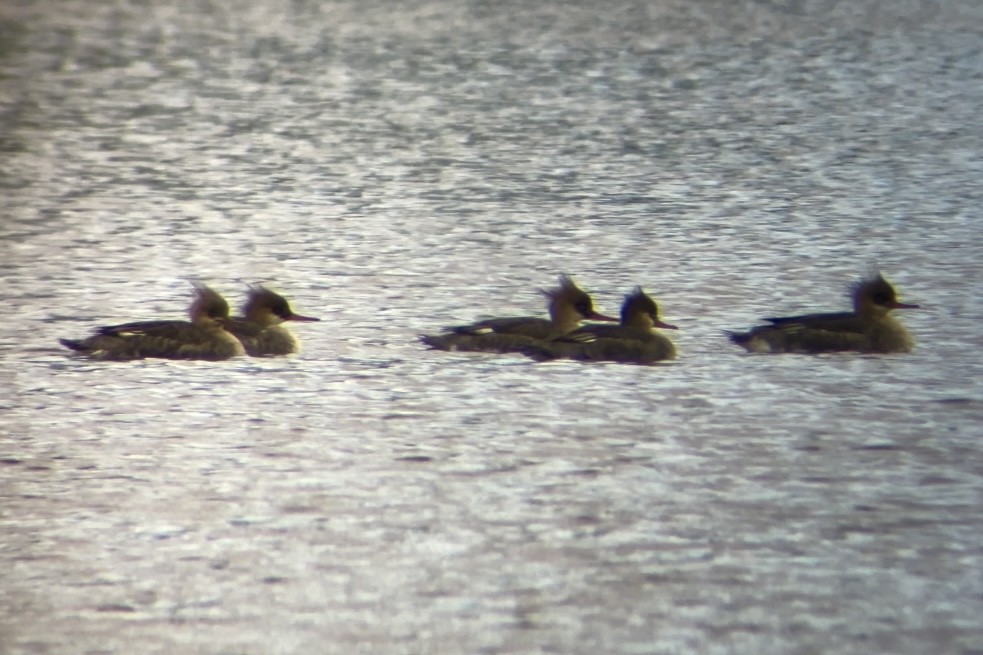 Red-breasted Merganser - ML616364223