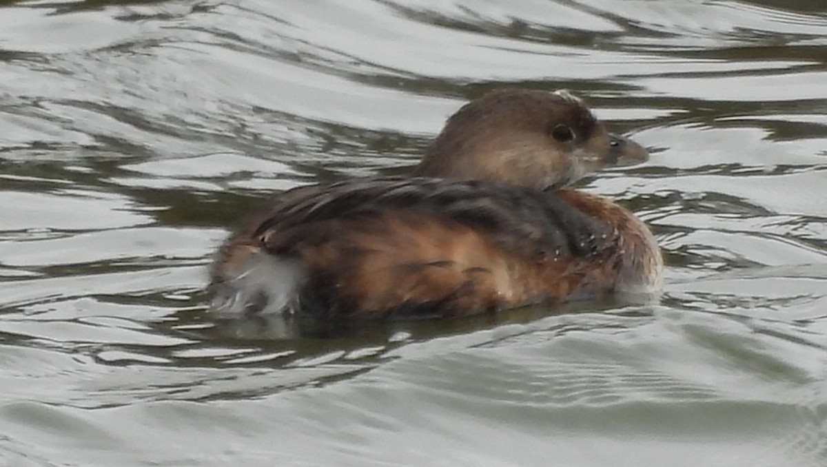 Pied-billed Grebe - Doug Burkholder