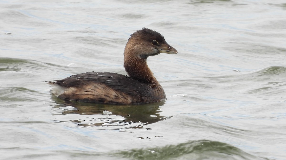 Pied-billed Grebe - ML616364276