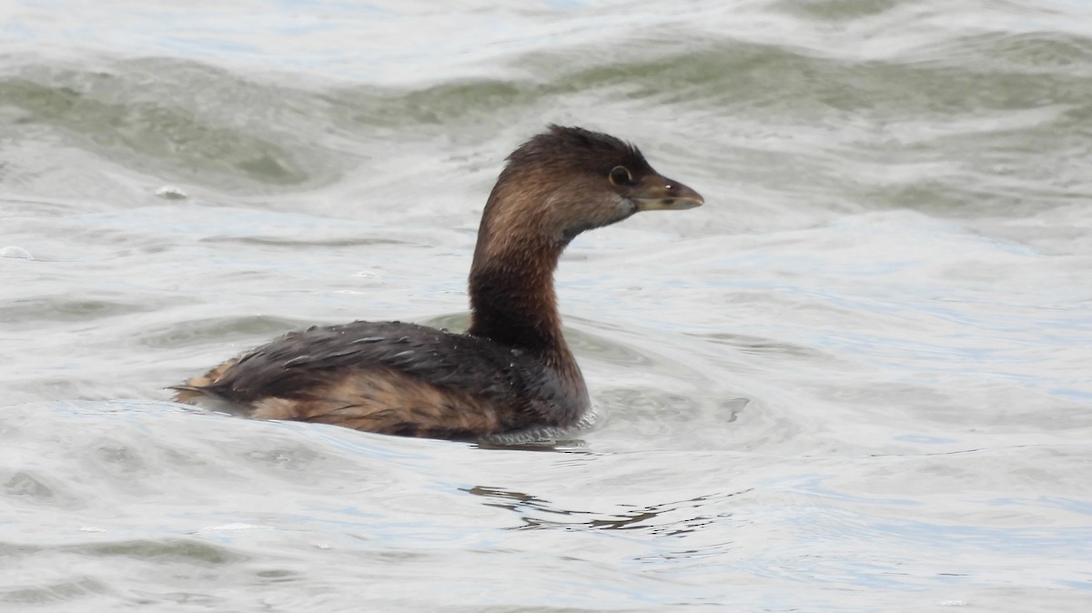 Pied-billed Grebe - Doug Burkholder