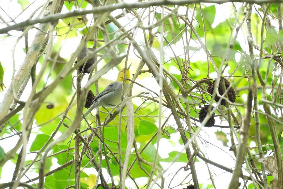 Yellow-headed Warbler - ML616364284