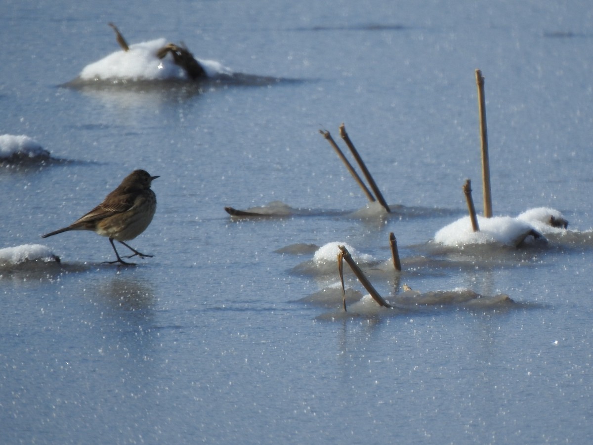 American Pipit - ML616364296