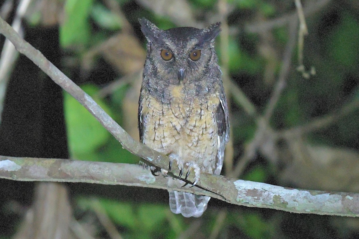 Tawny-bellied Screech-Owl - Gary Charlton
