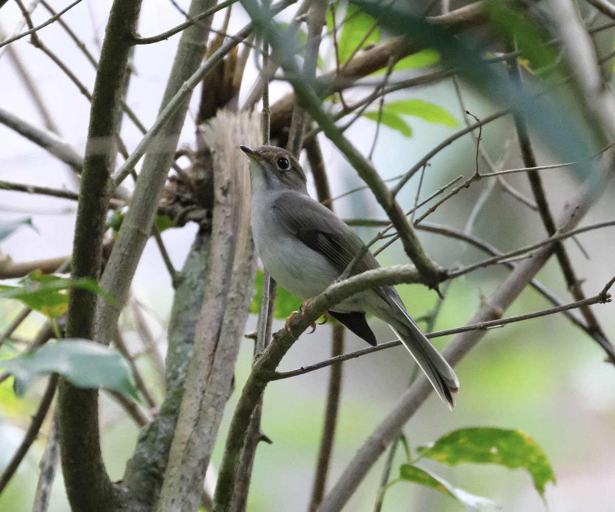 Cuban Solitaire - Todd DeVore