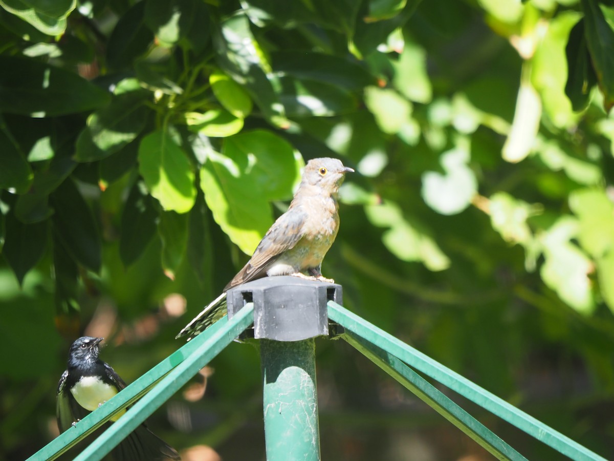 Fan-tailed Cuckoo - ML616364363