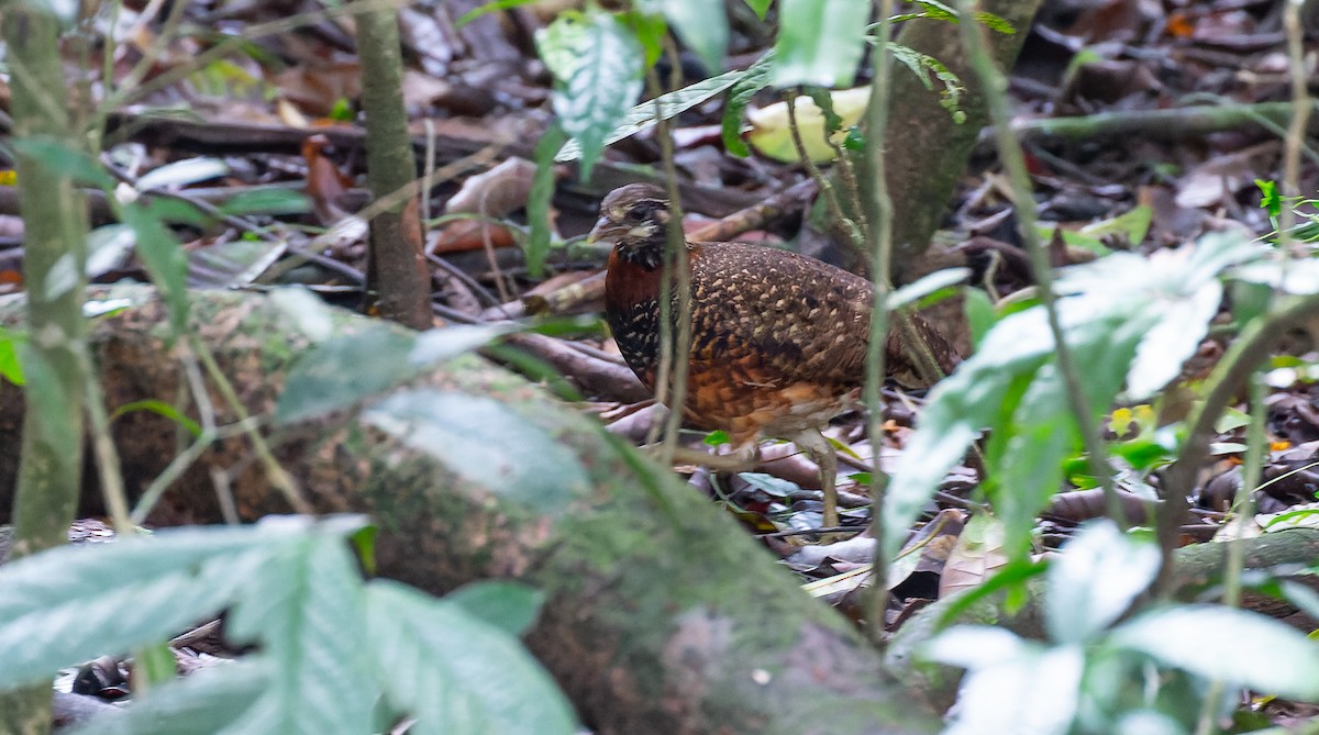 Sabah Partridge - Brian Small