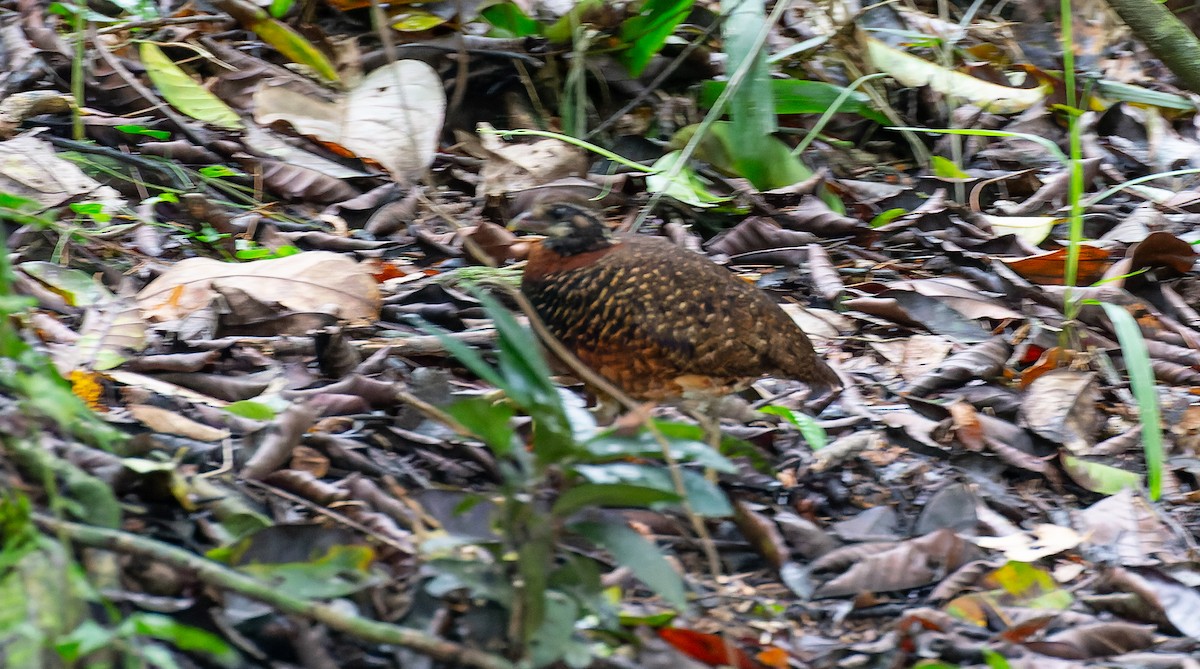 Sabah Partridge - Brian Small