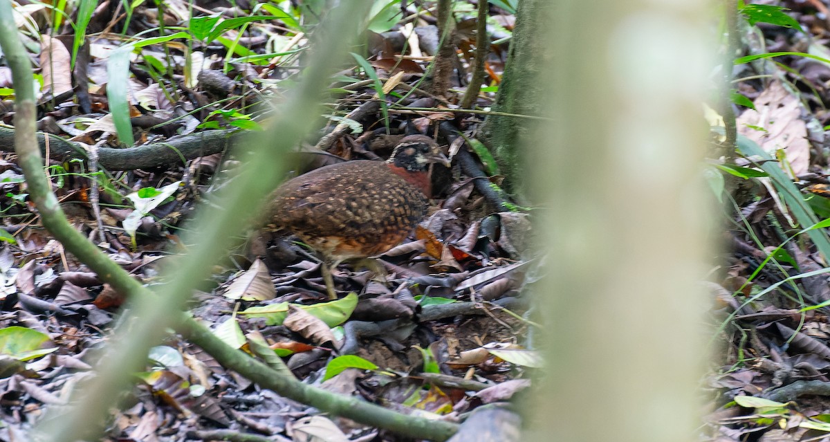 Sabah Partridge - Brian Small