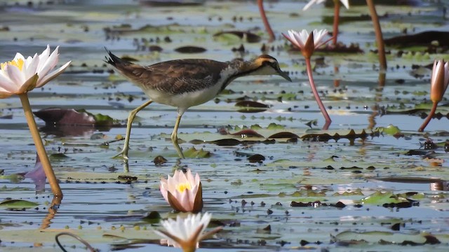 Pheasant-tailed Jacana - ML616364392