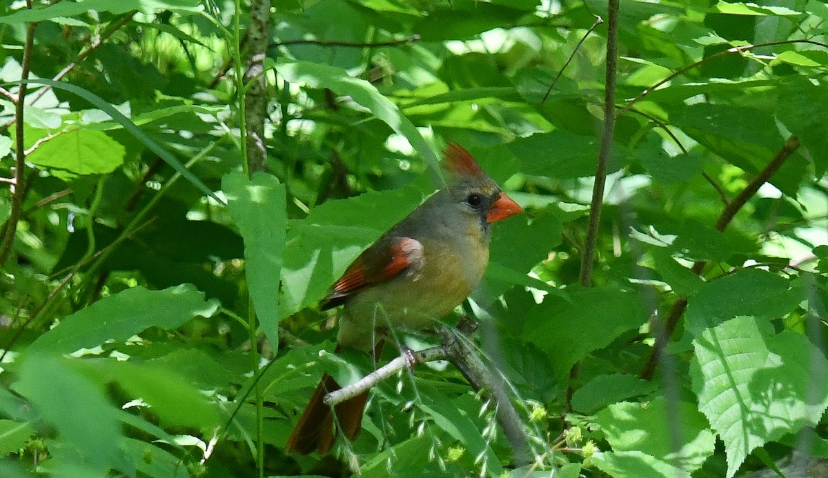 Cardinal rouge - ML616364400