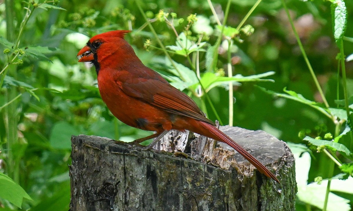 Cardinal rouge - ML616364401