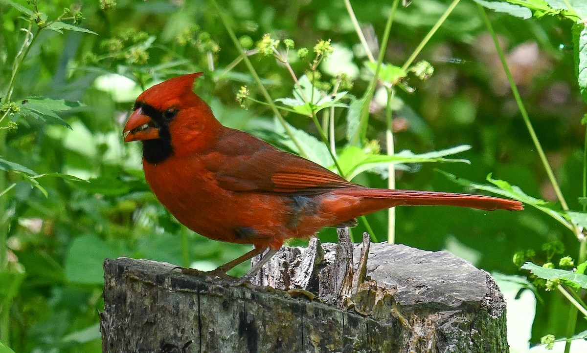 Cardinal rouge - ML616364402