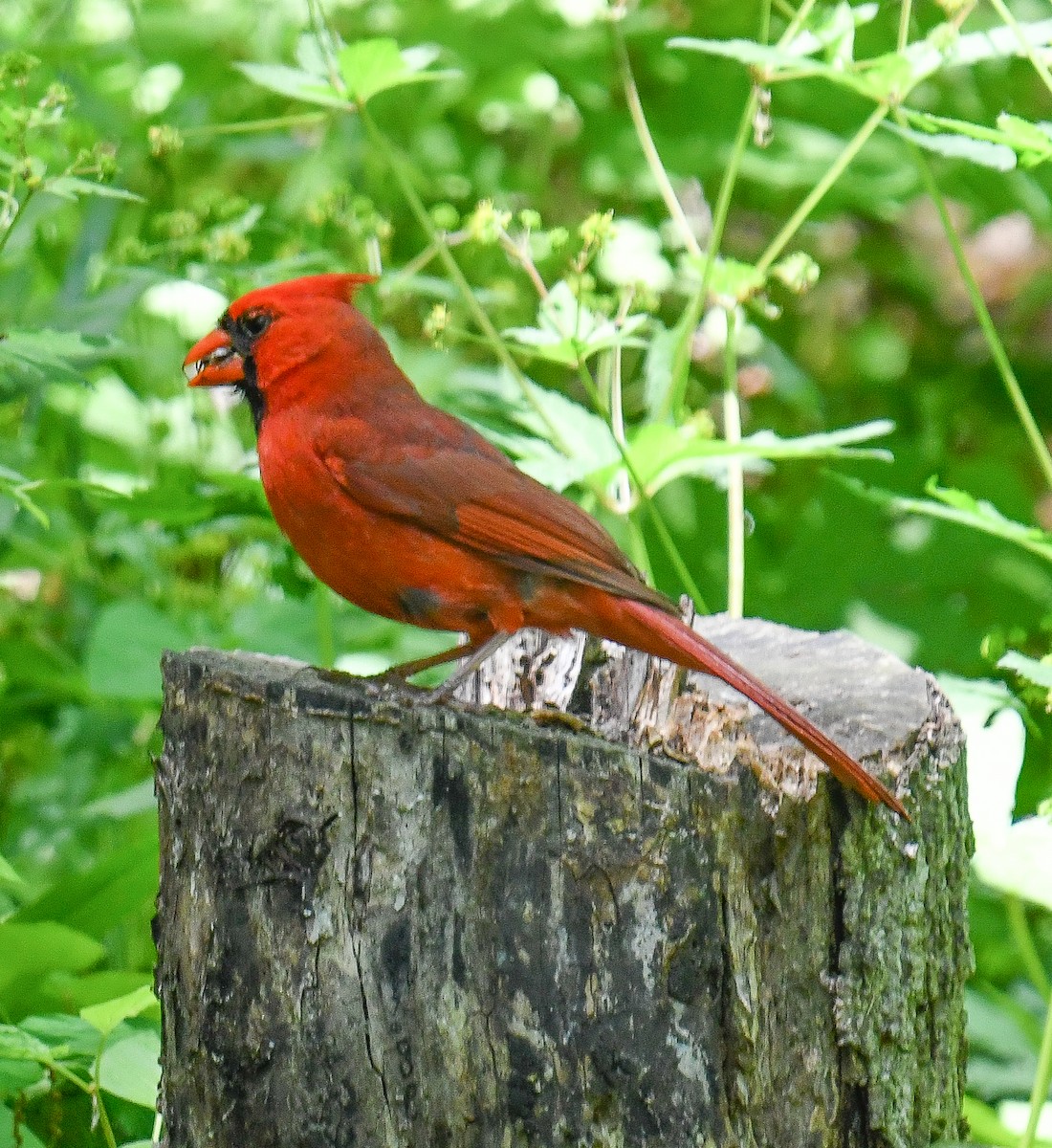 Cardinal rouge - ML616364403