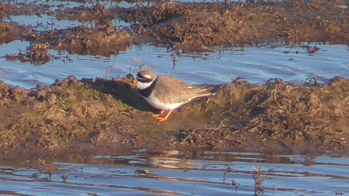 Common Ringed Plover - ML616364425