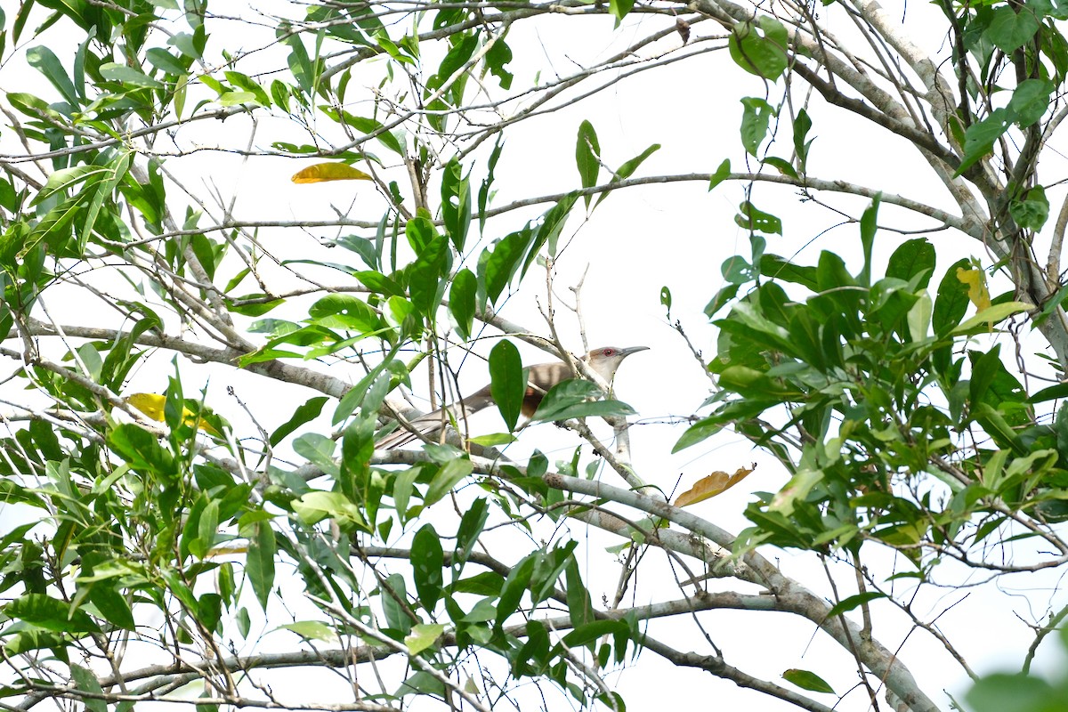 Great Lizard-Cuckoo - ML616364446