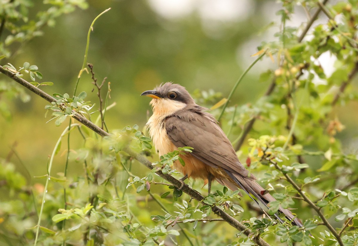 Mangrove Cuckoo - ML616364451