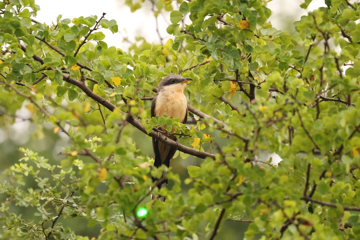 Mangrove Cuckoo - ML616364453