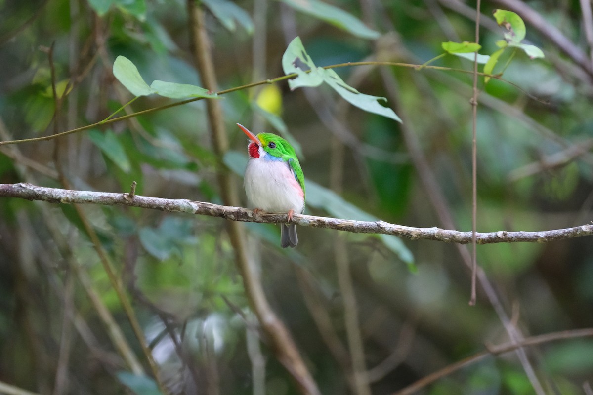 Cuban Tody - Todd DeVore