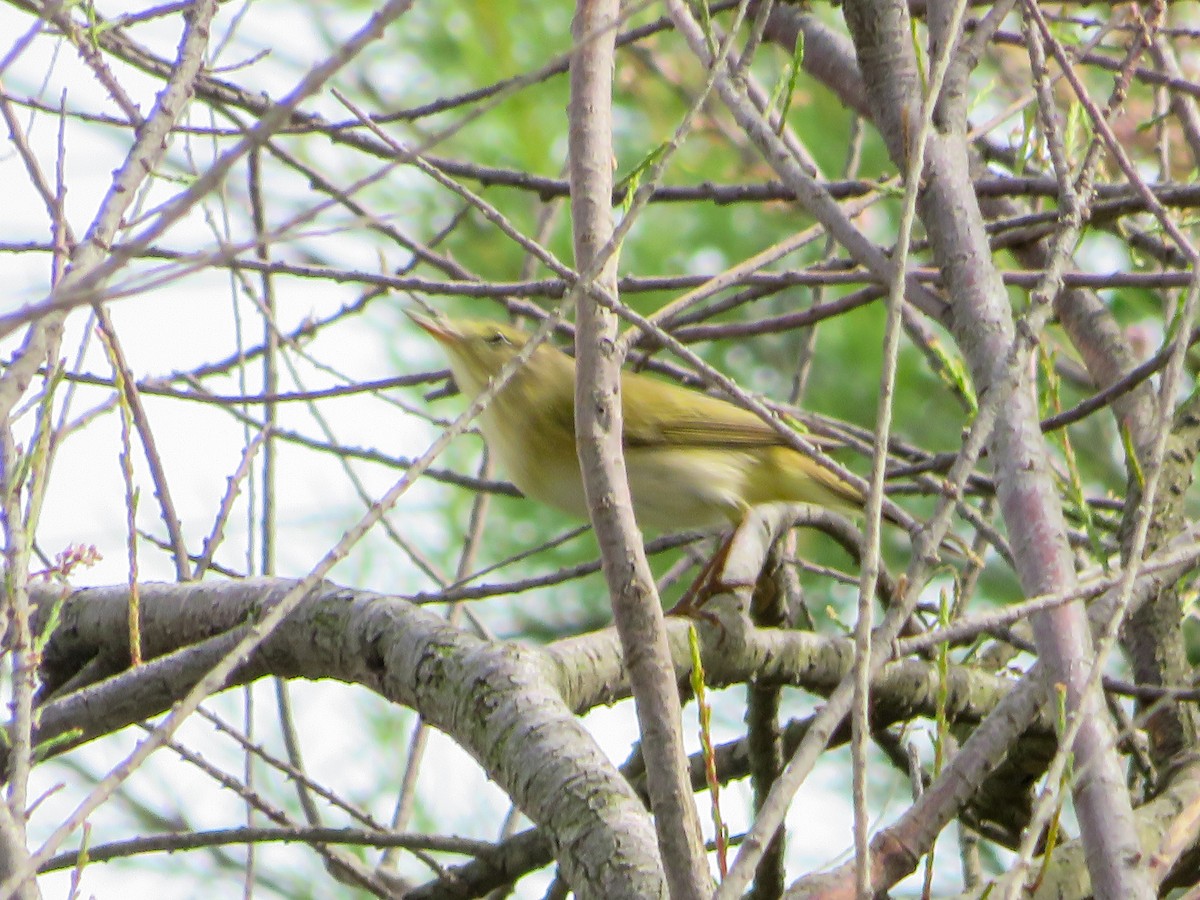 Phylloscopus sp. - Cauã Menezes