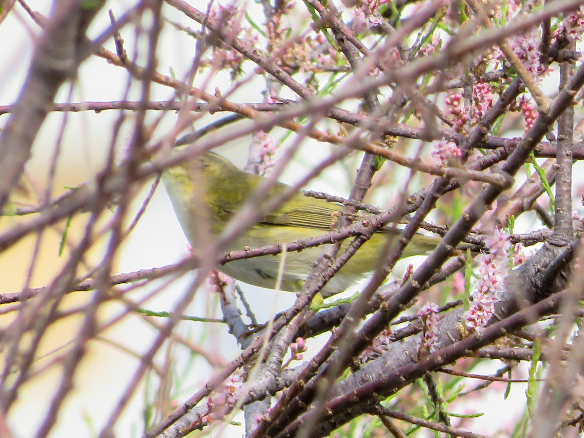 Phylloscopus sp. - Cauã Menezes