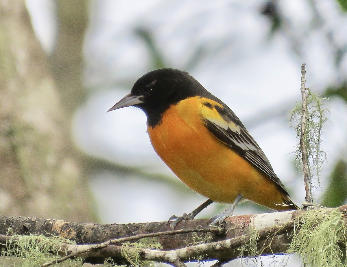 Baltimore Oriole - Simon Pearce