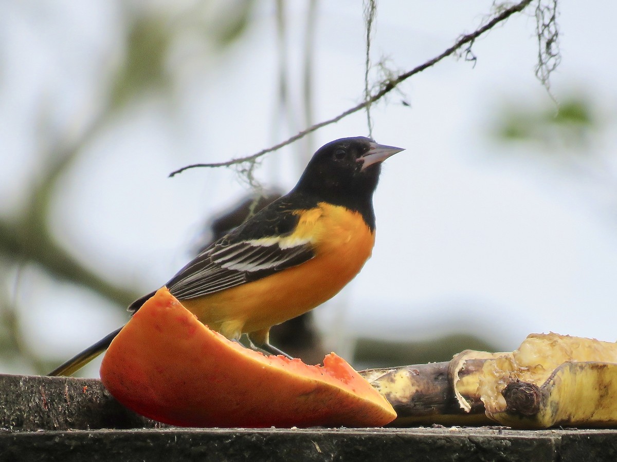 Baltimore Oriole - ML616364587