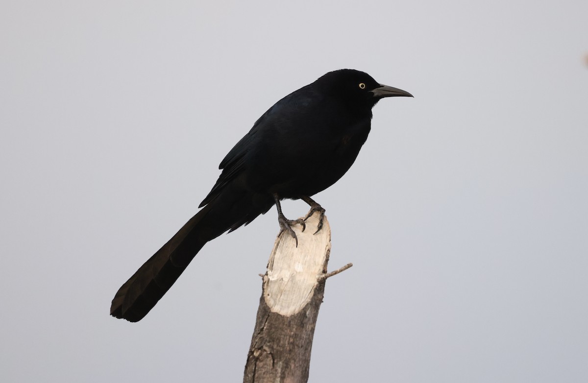 Great-tailed Grackle - ML616364599