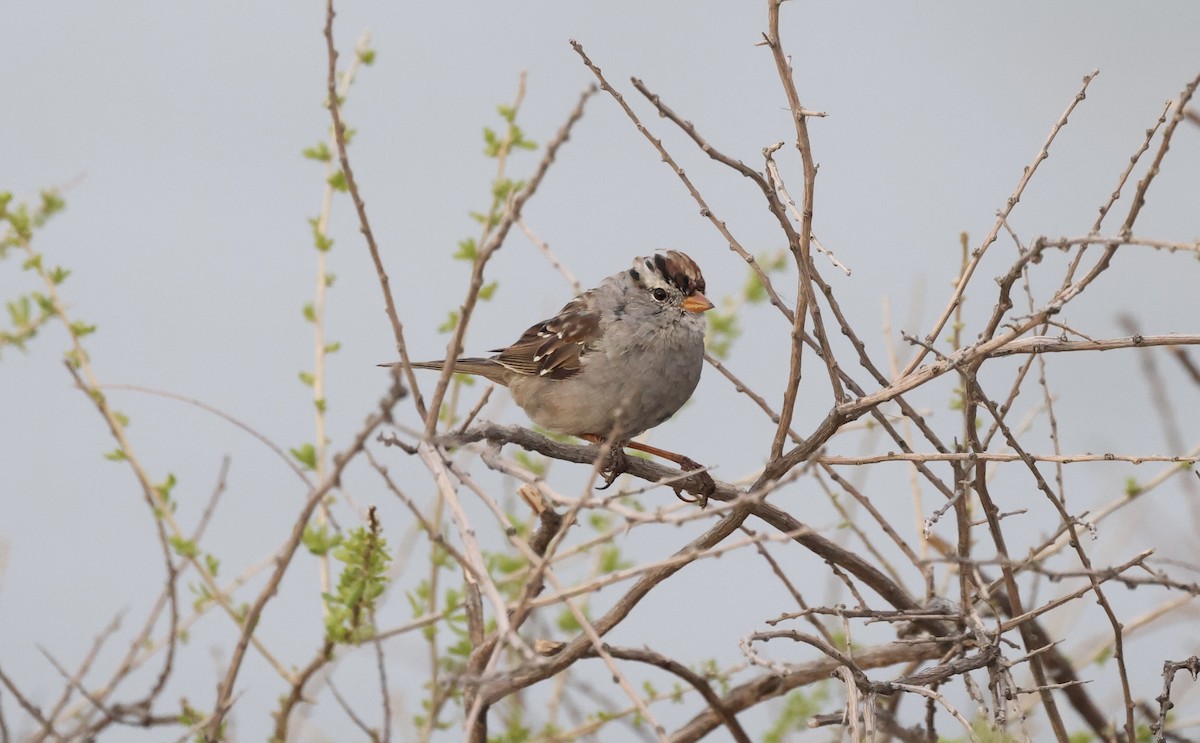 White-crowned Sparrow - ML616364602