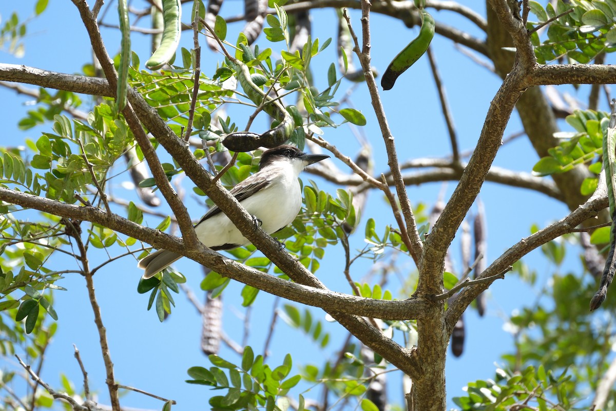 Giant Kingbird - ML616364614