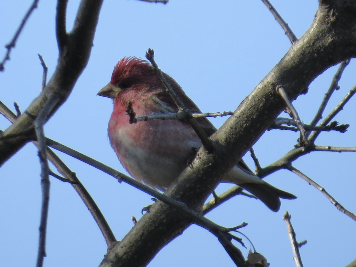 Purple Finch - ML616364626