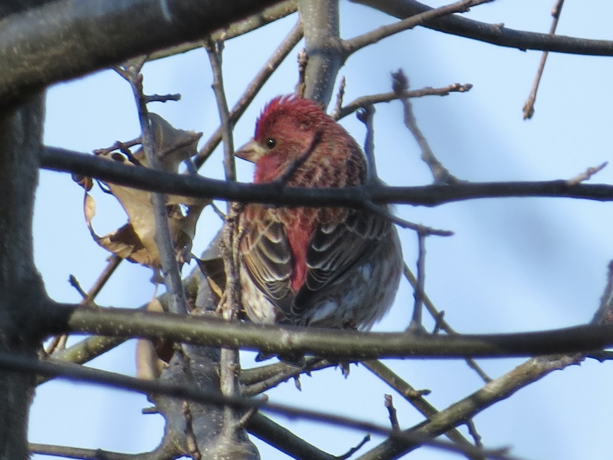 Purple Finch - ML616364631