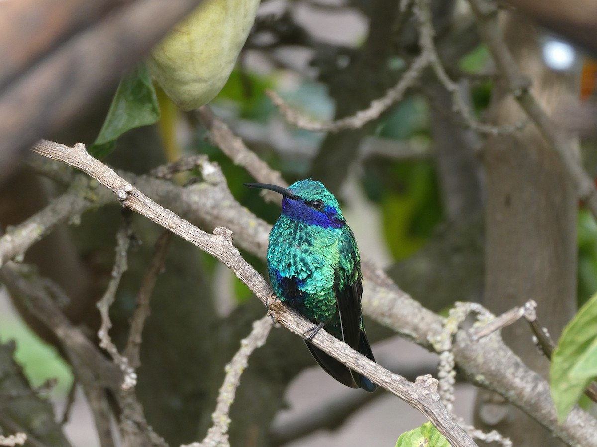 kolibřík modrolící - ML616364663