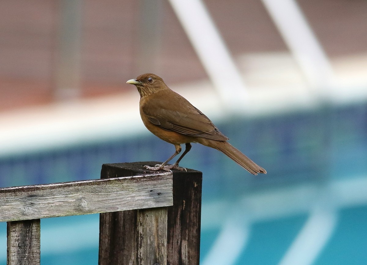 Clay-colored Thrush - ML616364667