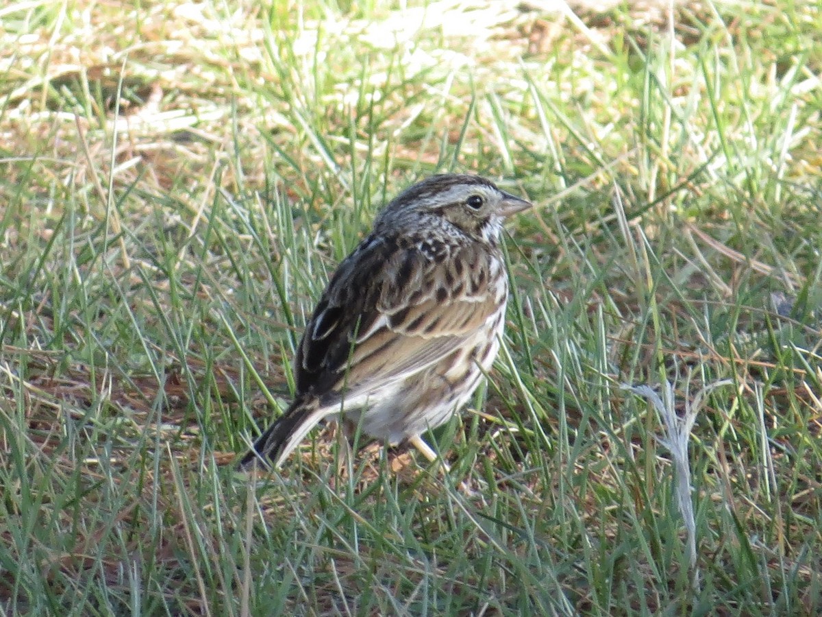 Savannah Sparrow - ML616364674