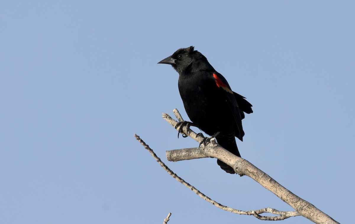 Red-winged Blackbird - ML616364687