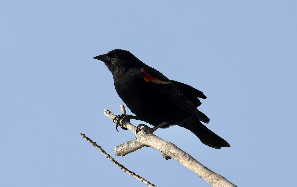 Red-winged Blackbird - ML616364688