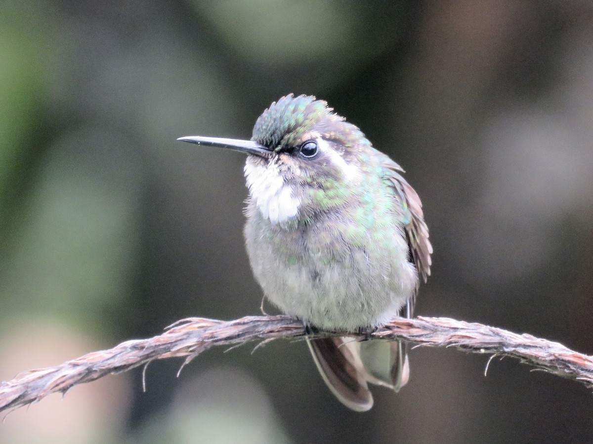White-throated Mountain-gem (Gray-tailed) - ML616364692