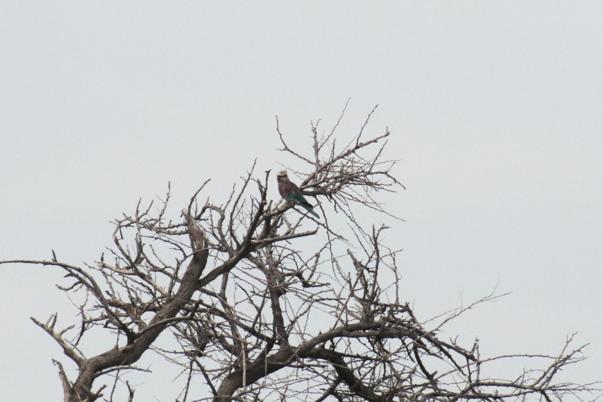 Lilac-breasted Roller - ML616364740