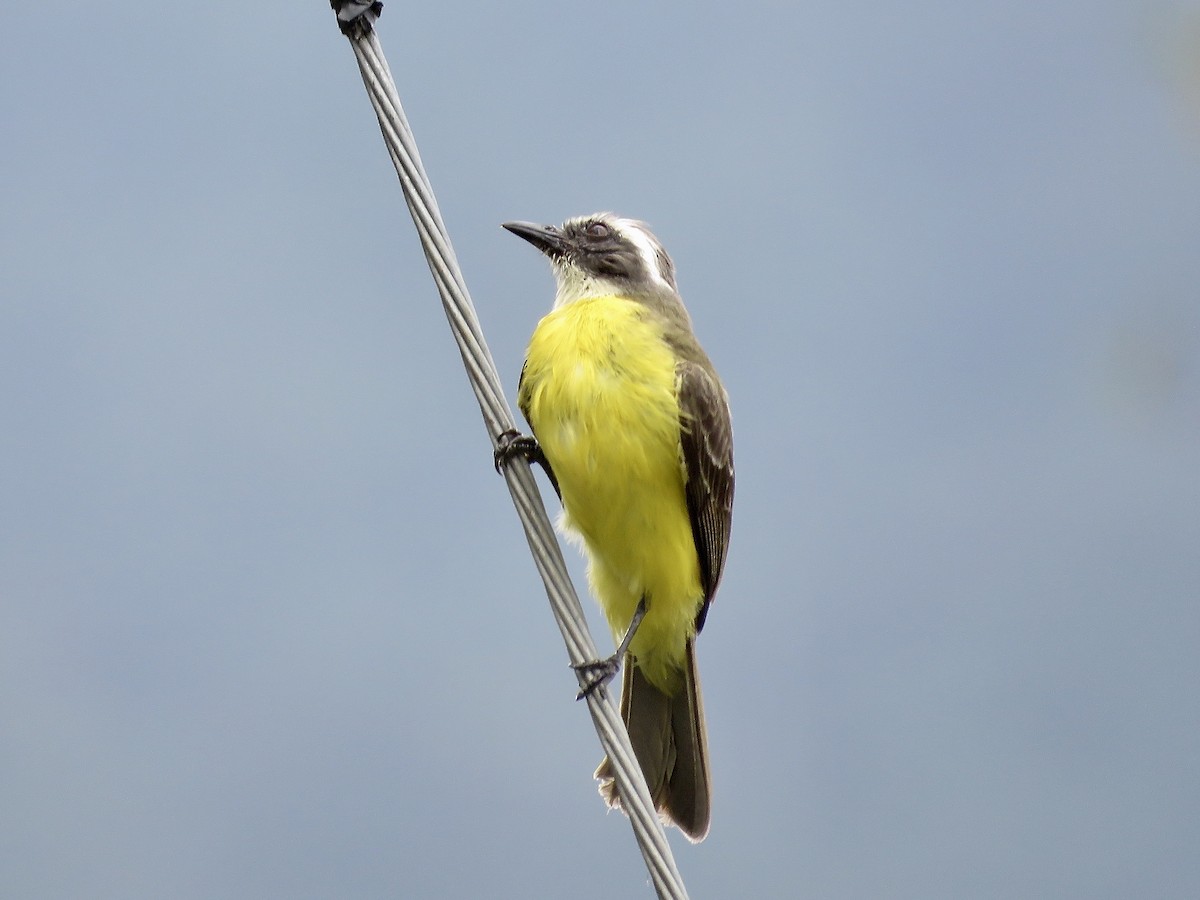 Social Flycatcher - ML616364793