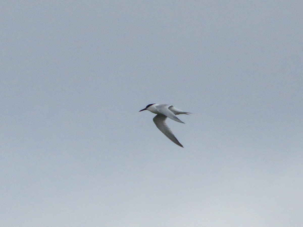 Sandwich Tern - Cauã Menezes