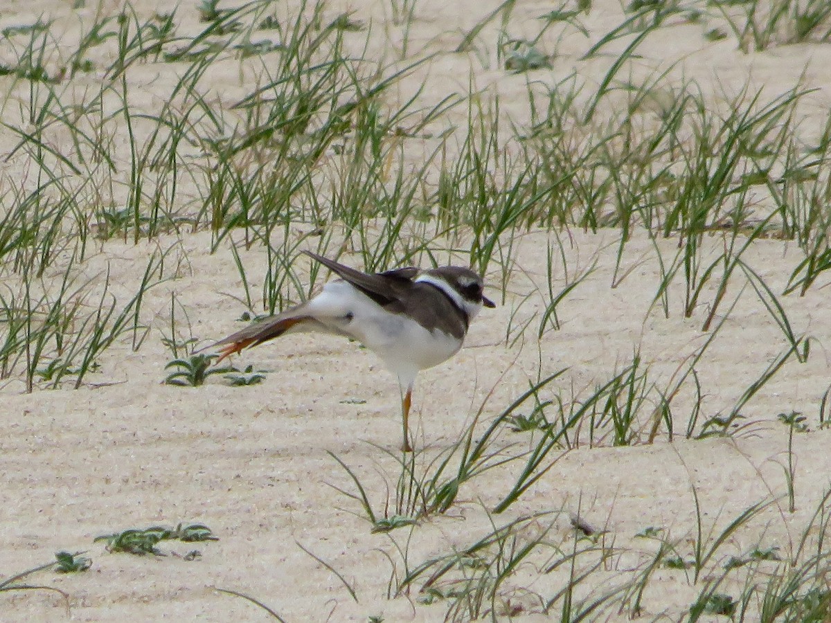 Common Ringed Plover - Cauã Menezes