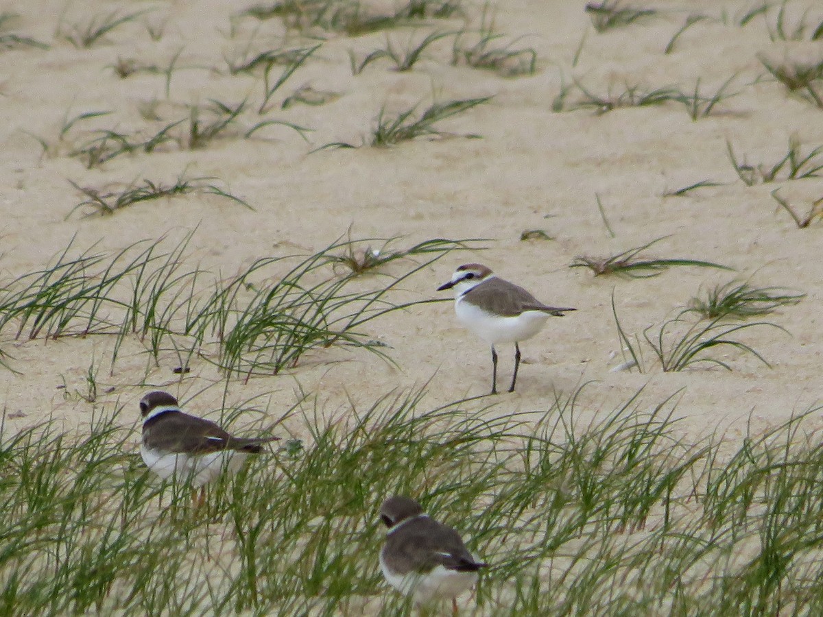 Kentish Plover - Cauã Menezes