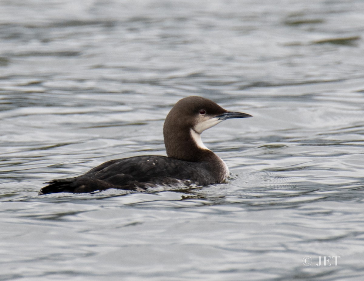 Pacific Loon - ML616364881