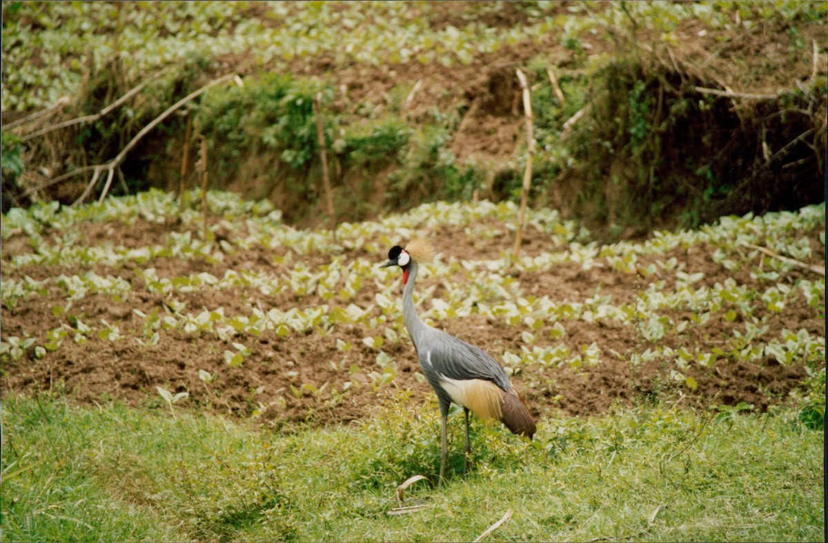 Gray Crowned-Crane - ML616364930