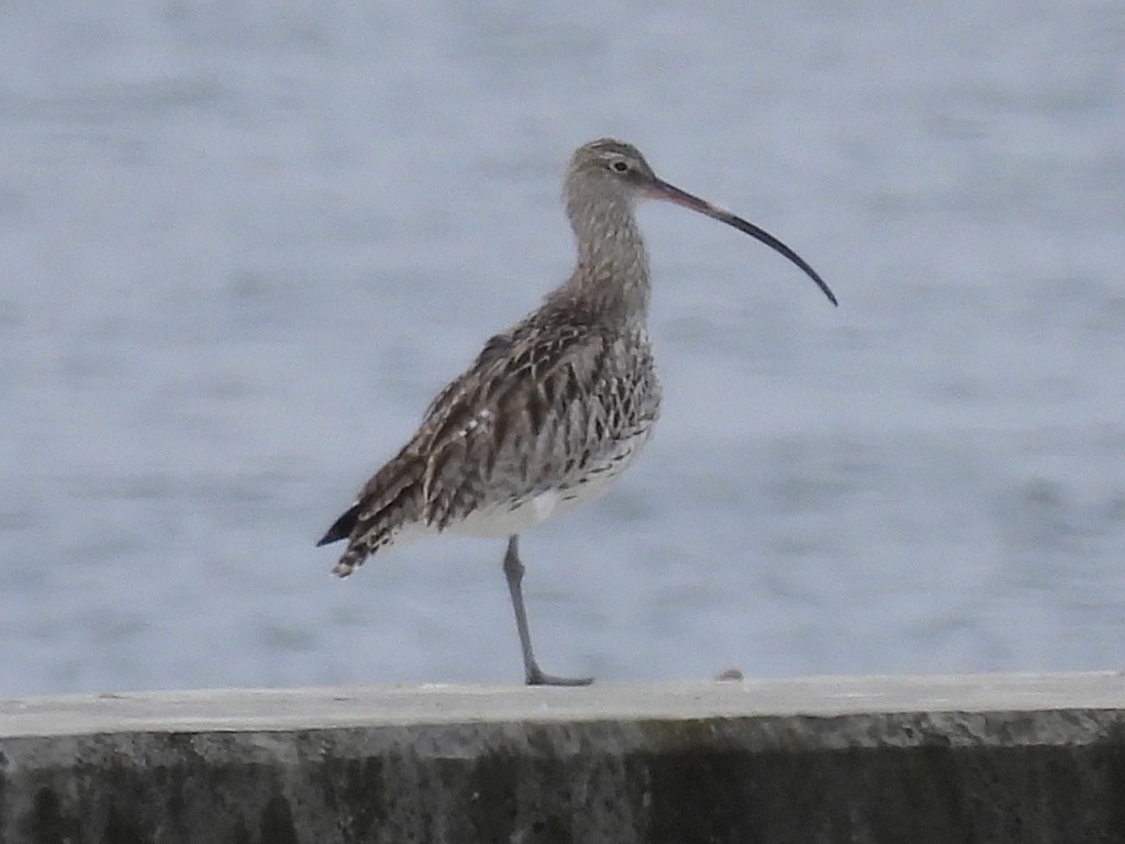 Eurasian Curlew - Satoshi Ito