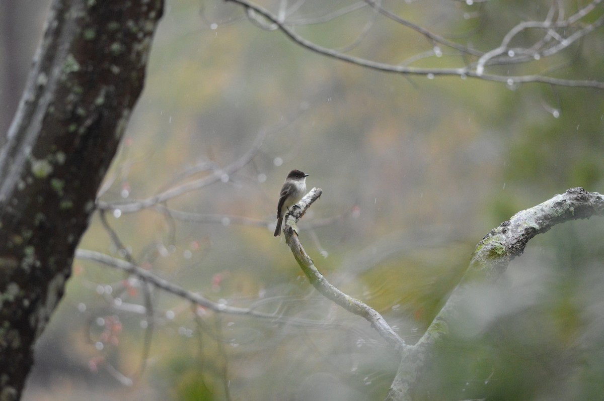 Eastern Phoebe - ML616364982