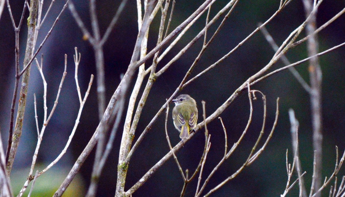 Mistletoe Tyrannulet - Jean and Bob Hilscher