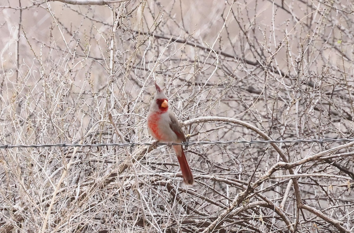 Cardinal pyrrhuloxia - ML616365041