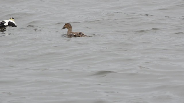 Common Eider - ML616365045